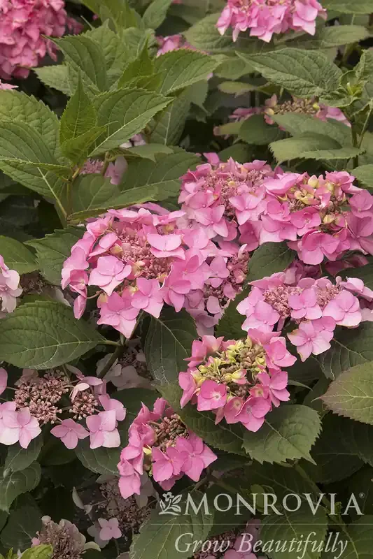 SEASIDE SERENADE® OUTER BANKS HYDRANGEA, SIZE 2