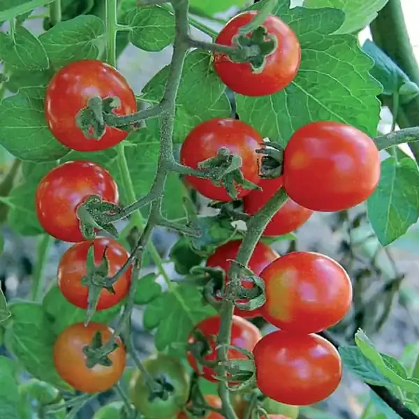 SEED TOMATO, MEXICO MIDGET