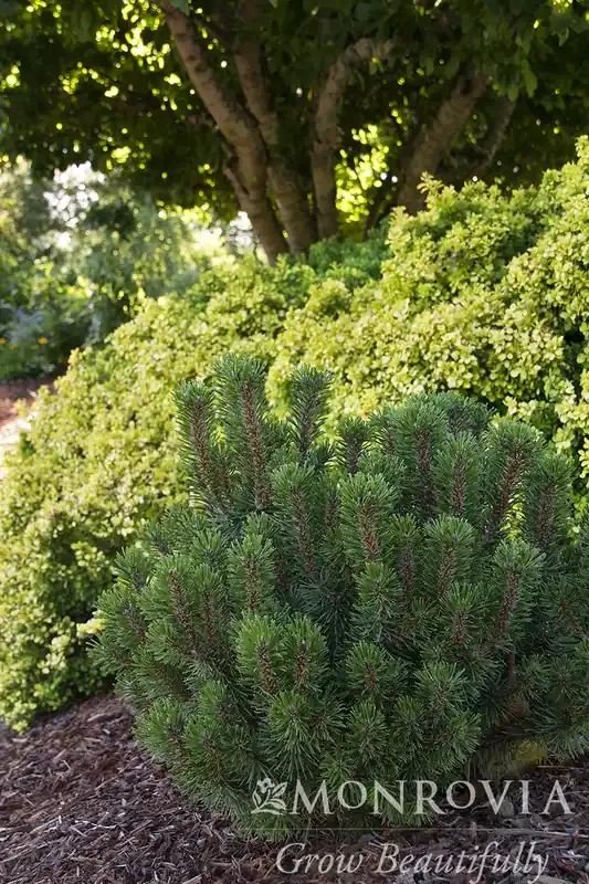 SLOWMOUND MUGO PINE, SIZE 2