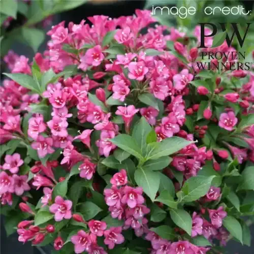 SNIPPET® WEIGELA, SIZE 3