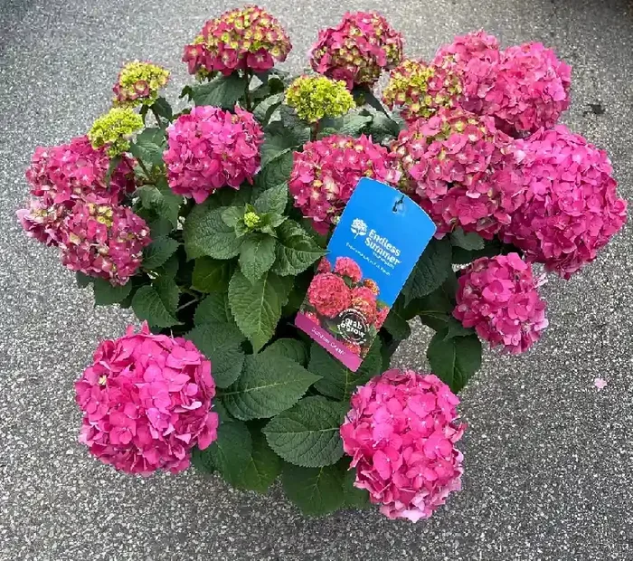 SUMMER CRUSH® HYDRANGEA, 16″ CONTAINER