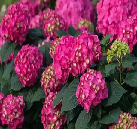 SUMMER CRUSH® HYDRANGEA , SIZE 2