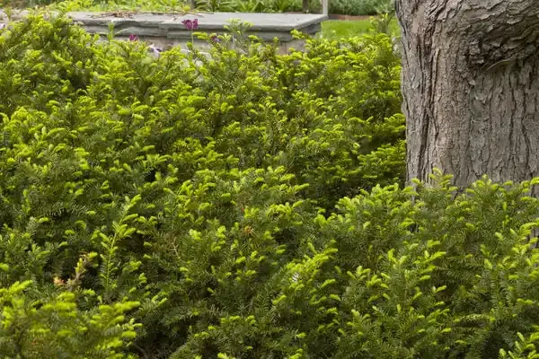 TAUNTON SPREADING YEW, SIZE 2