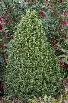 TINY TOWER® DWARF ALBERTA SPRUCE, SIZE 2