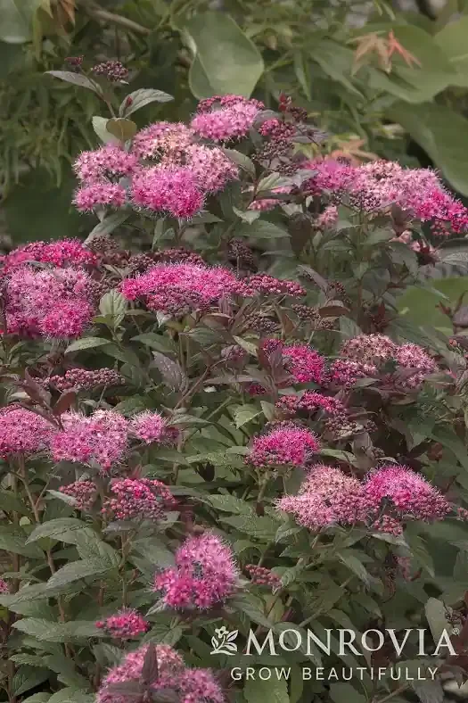 WALBERTON’S® PLUMTASTIC SPIREA, SIZE 2