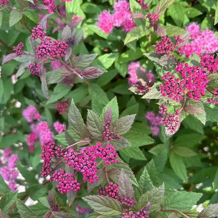 WALBERTON’S® PLUMTASTIC SPIREA, SIZE 5