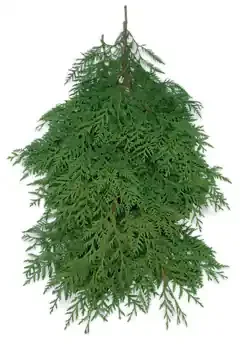 WESTERN RED CEDAR BOUGH BUNCH