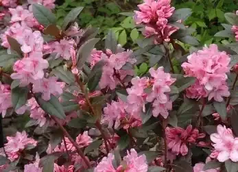 WESTON’S AGLO RHODODENDRON, SIZE 2