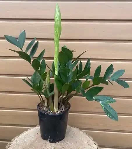ZAMIOCULCAS- 5″